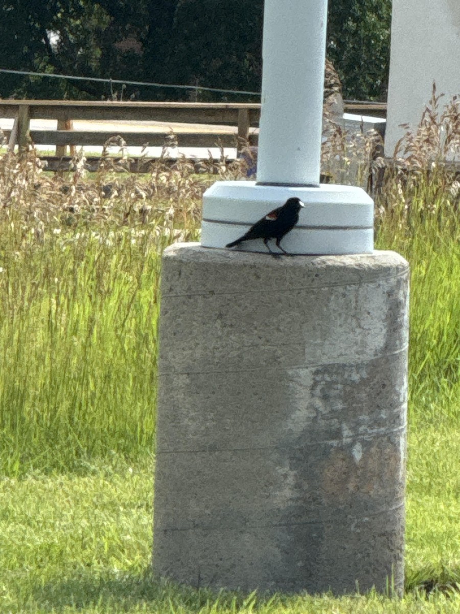 Red-winged Blackbird - ML620748206