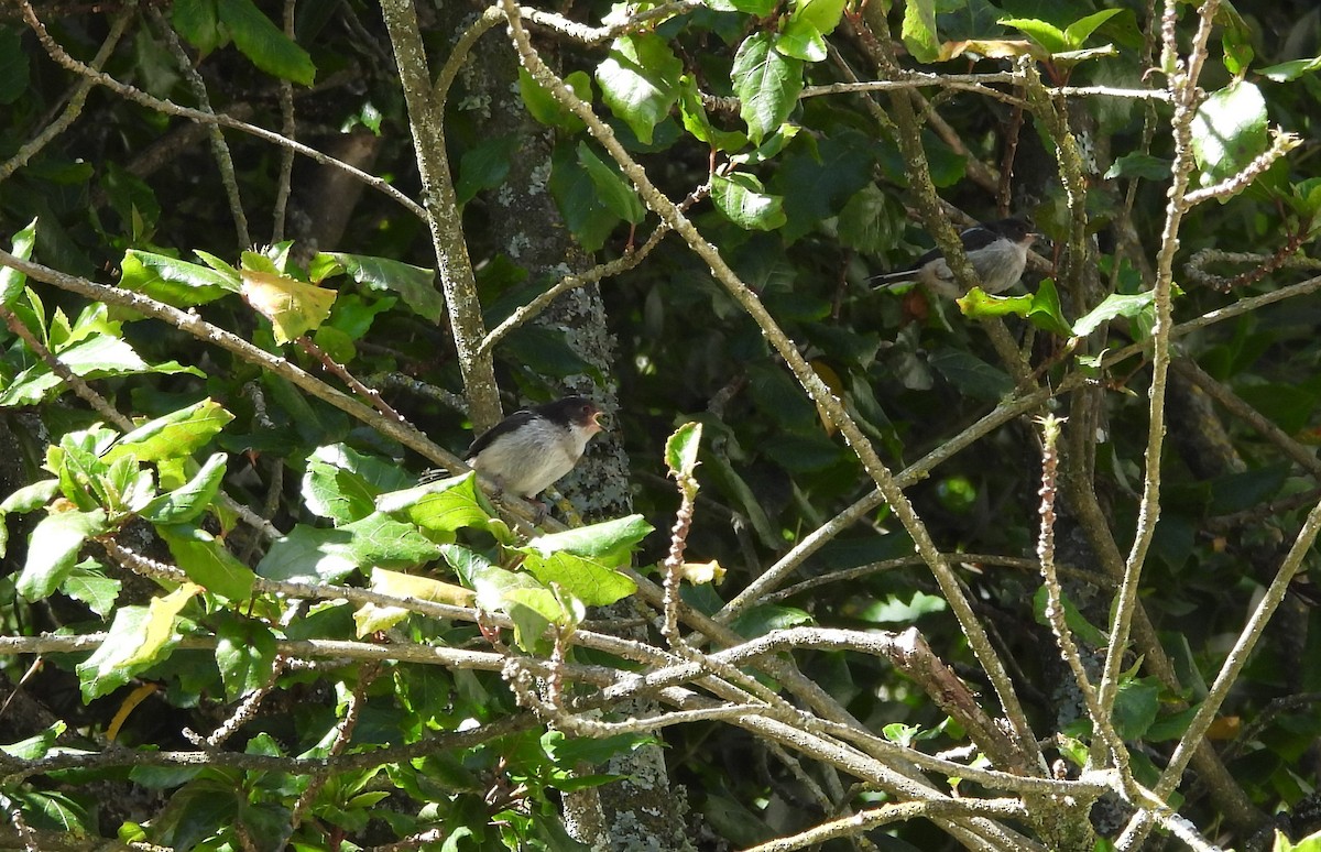 Long-tailed Tit - ML620748210