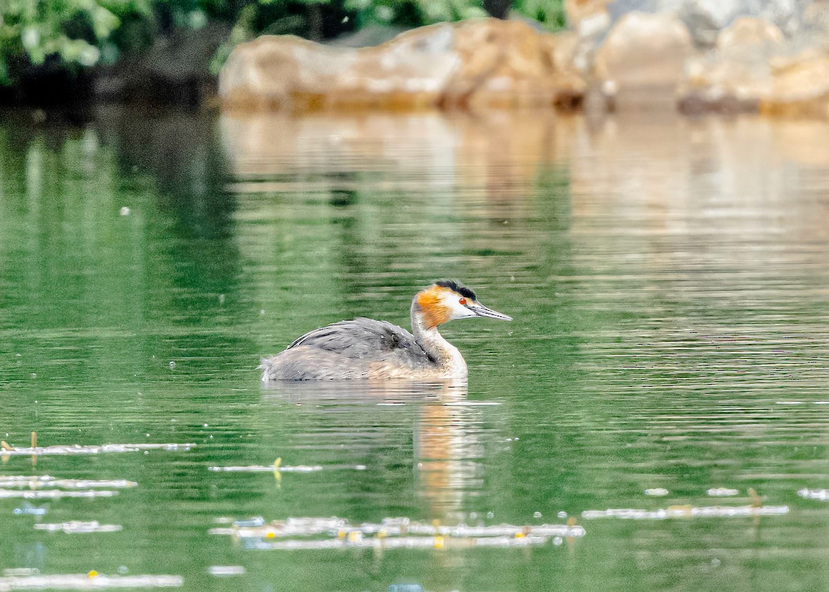 Great Crested Grebe - ML620748213