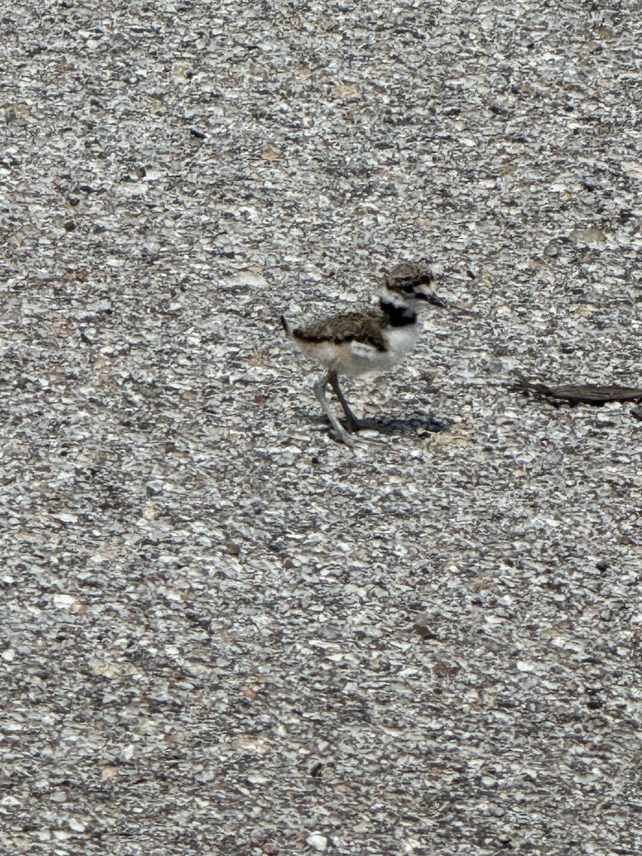 Killdeer - ML620748215