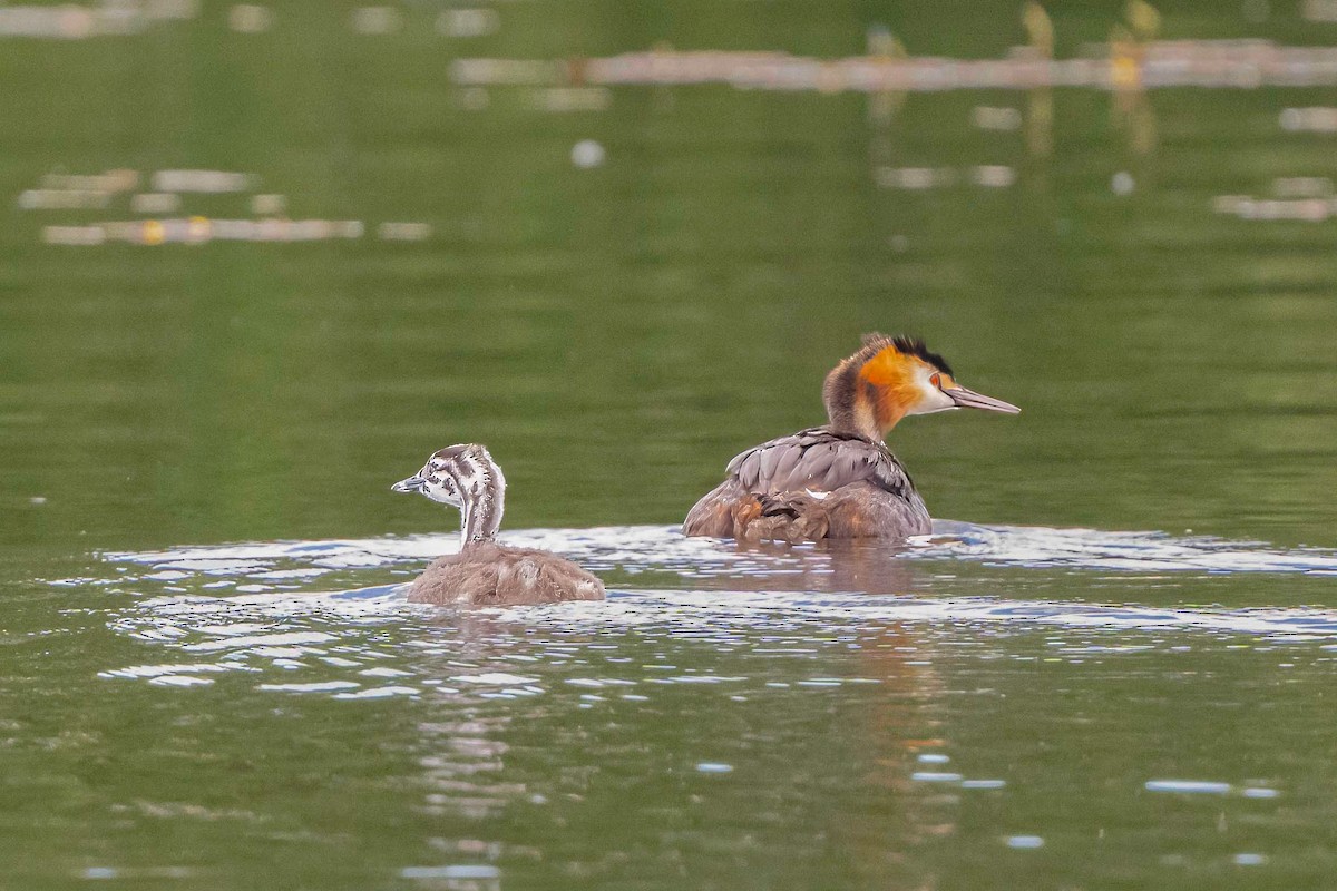 Great Crested Grebe - ML620748218