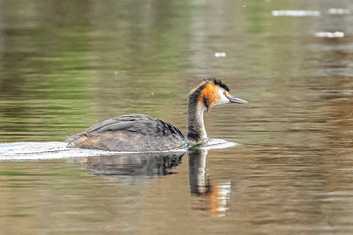 Great Crested Grebe - ML620748221