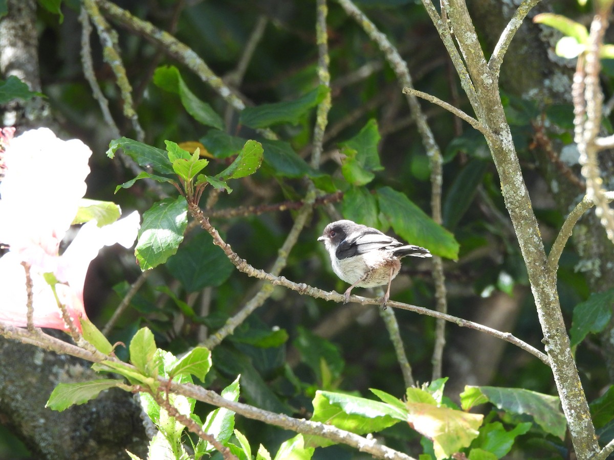 Long-tailed Tit - ML620748223