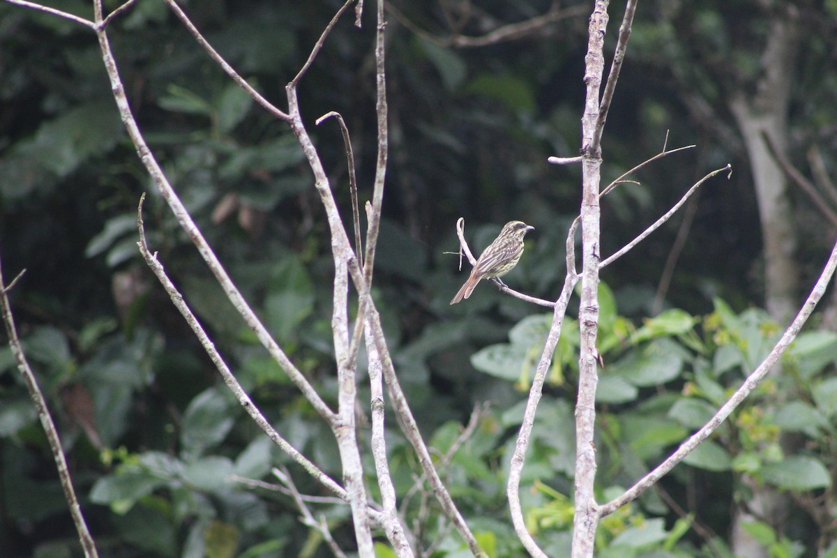 Streaked Flycatcher - ML620748225