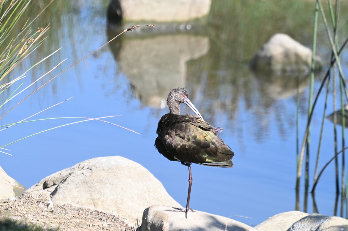 ibis americký - ML620748229