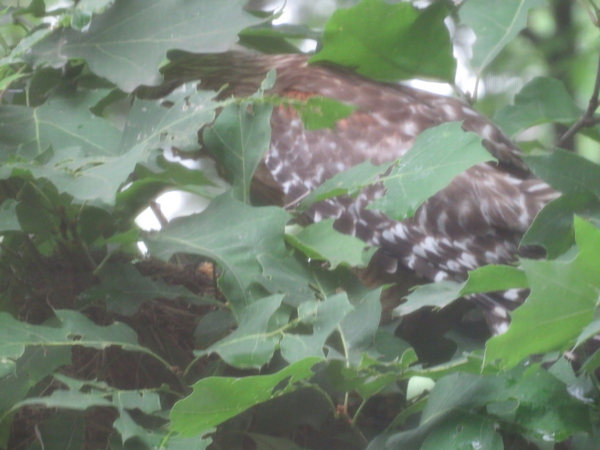 Red-shouldered Hawk - ML620748234