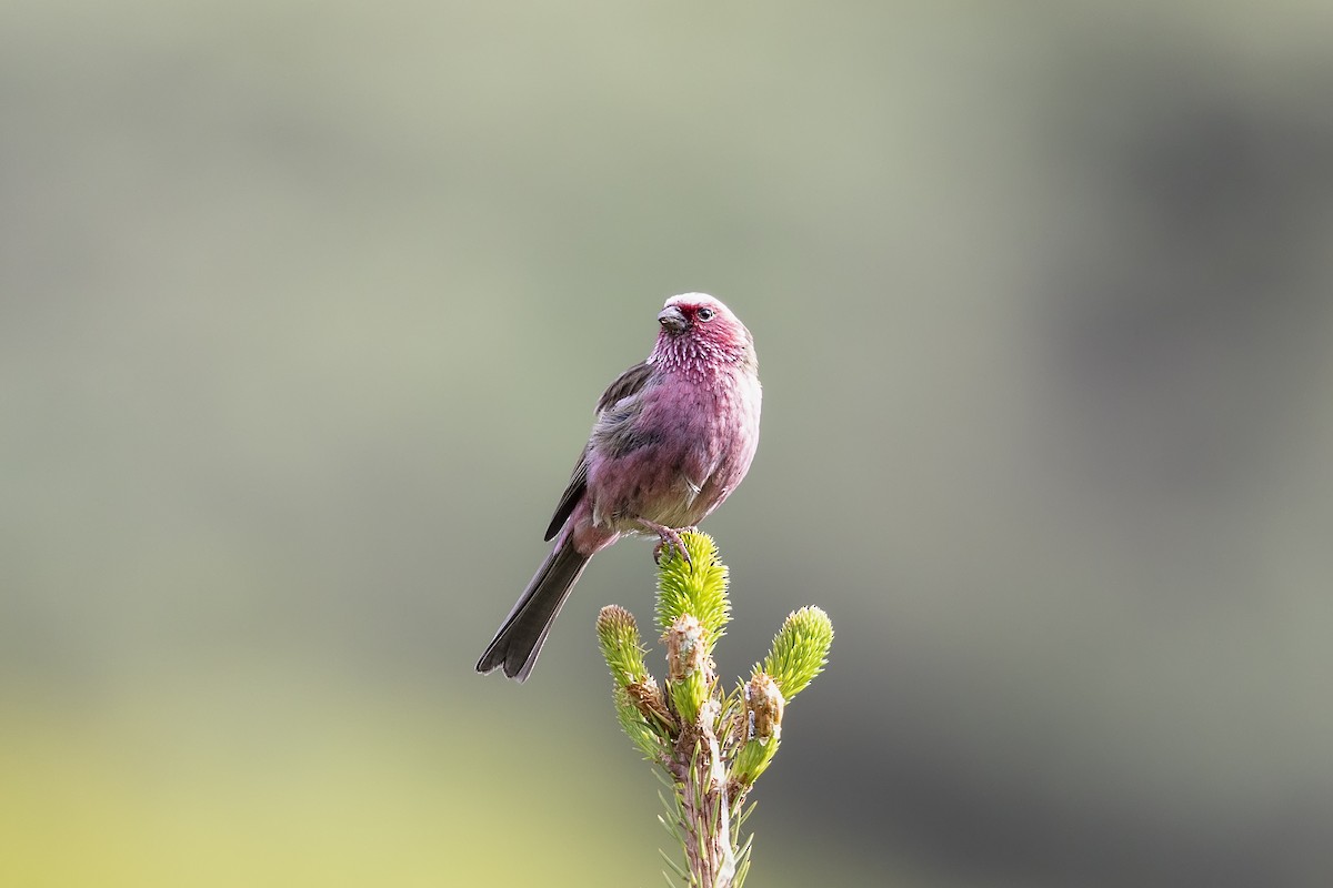 Chinese White-browed Rosefinch - ML620748236