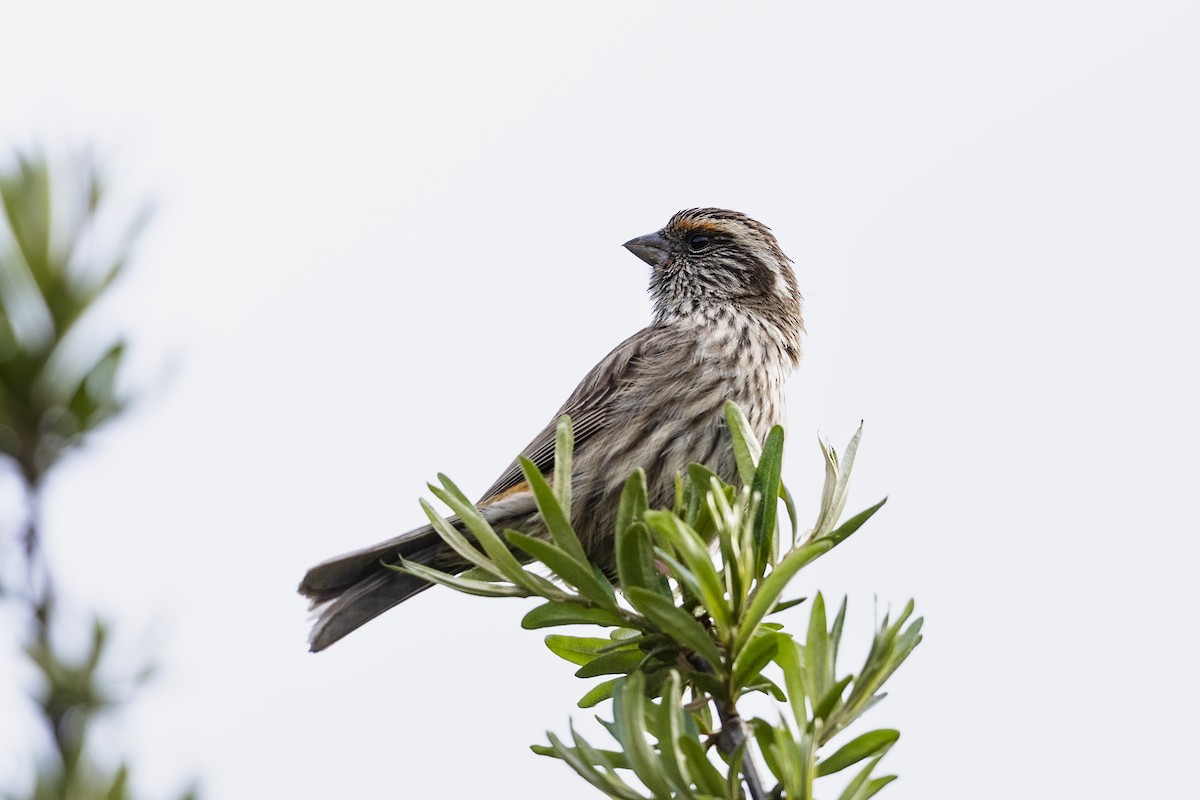 Chinese White-browed Rosefinch - ML620748237