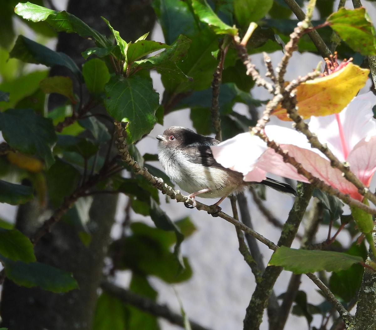 Long-tailed Tit - ML620748238