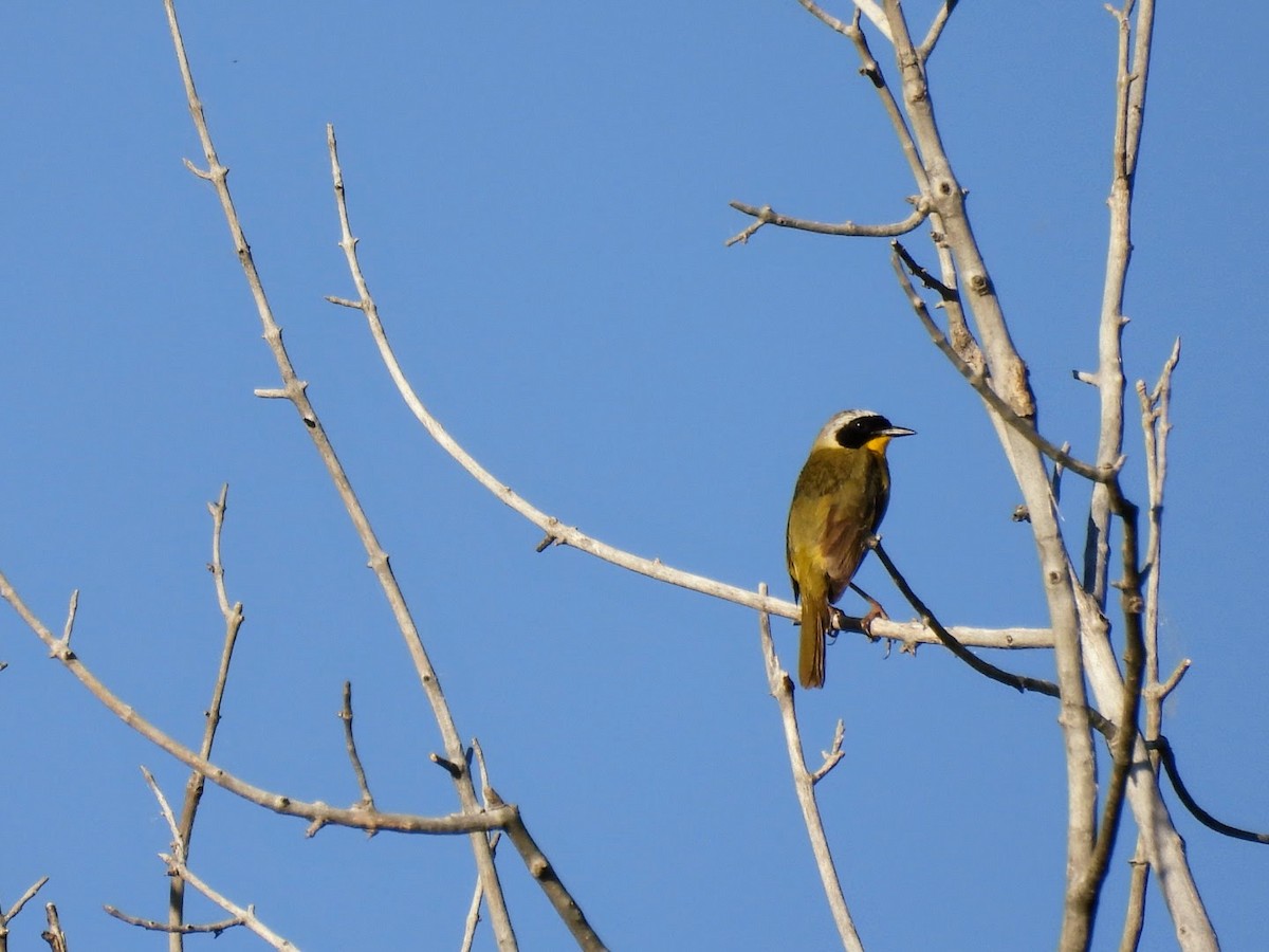 Common Yellowthroat - ML620748242