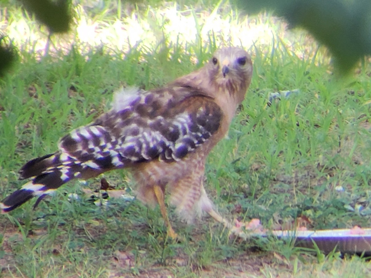 Red-shouldered Hawk - ML620748244