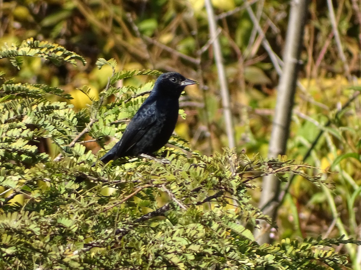 Ruby-crowned Tanager - ML620748245