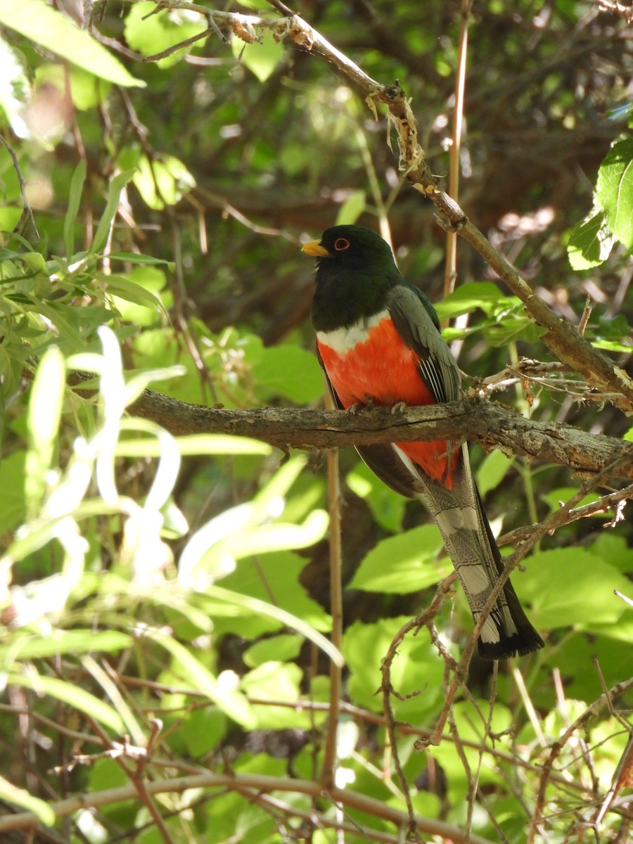 trogon krásný - ML620748247