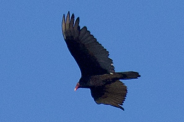 Turkey Vulture - ML620748249