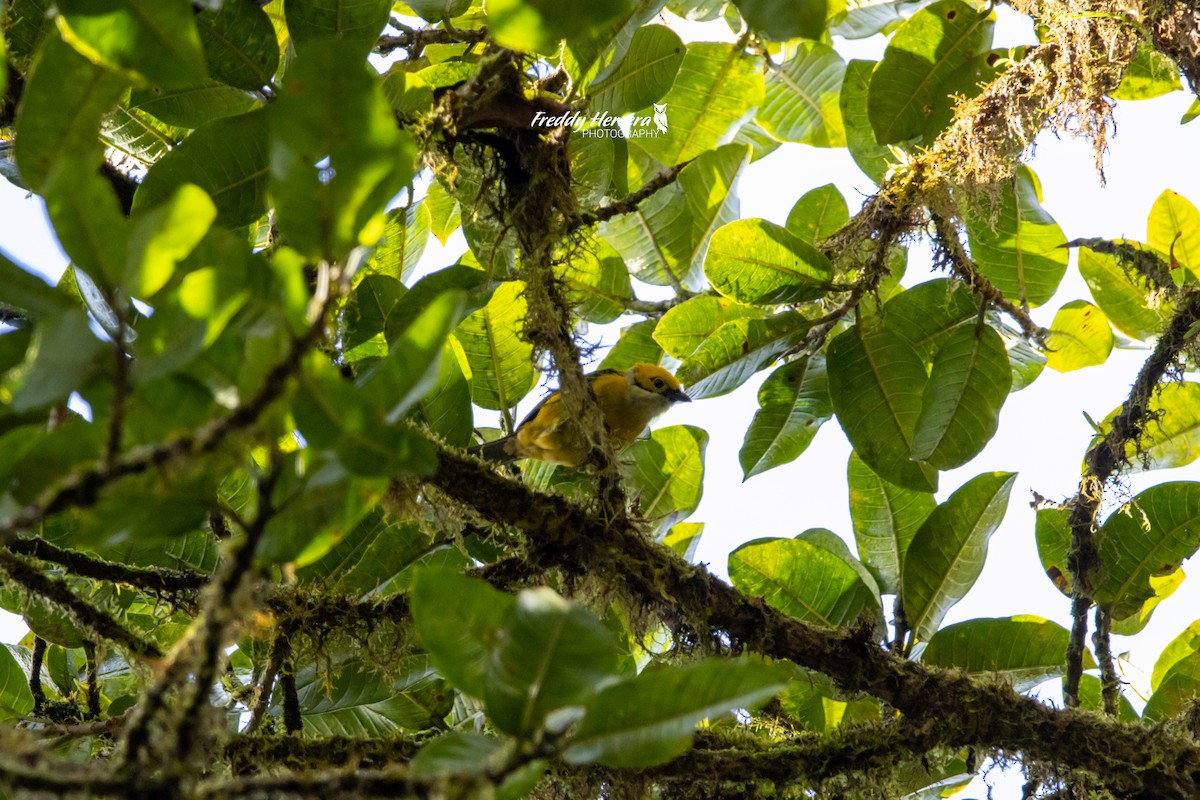 Silver-throated Tanager - ML620748252