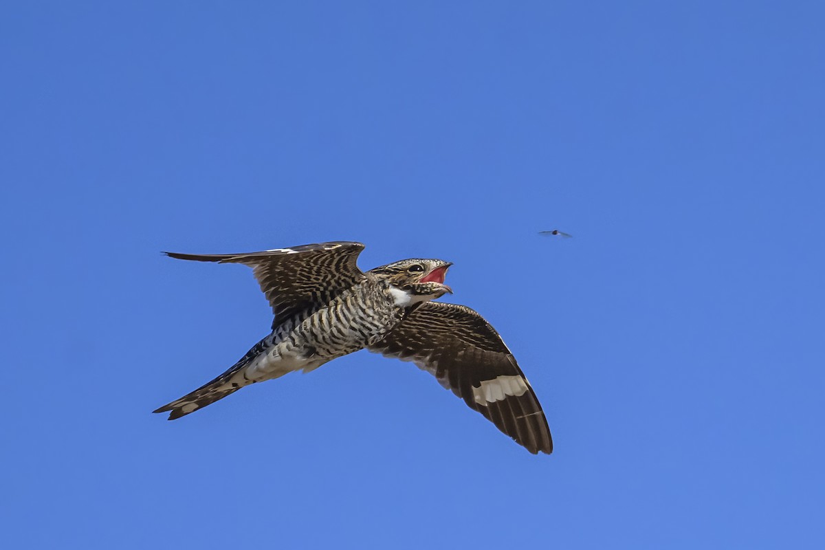 Common Nighthawk - ML620748253