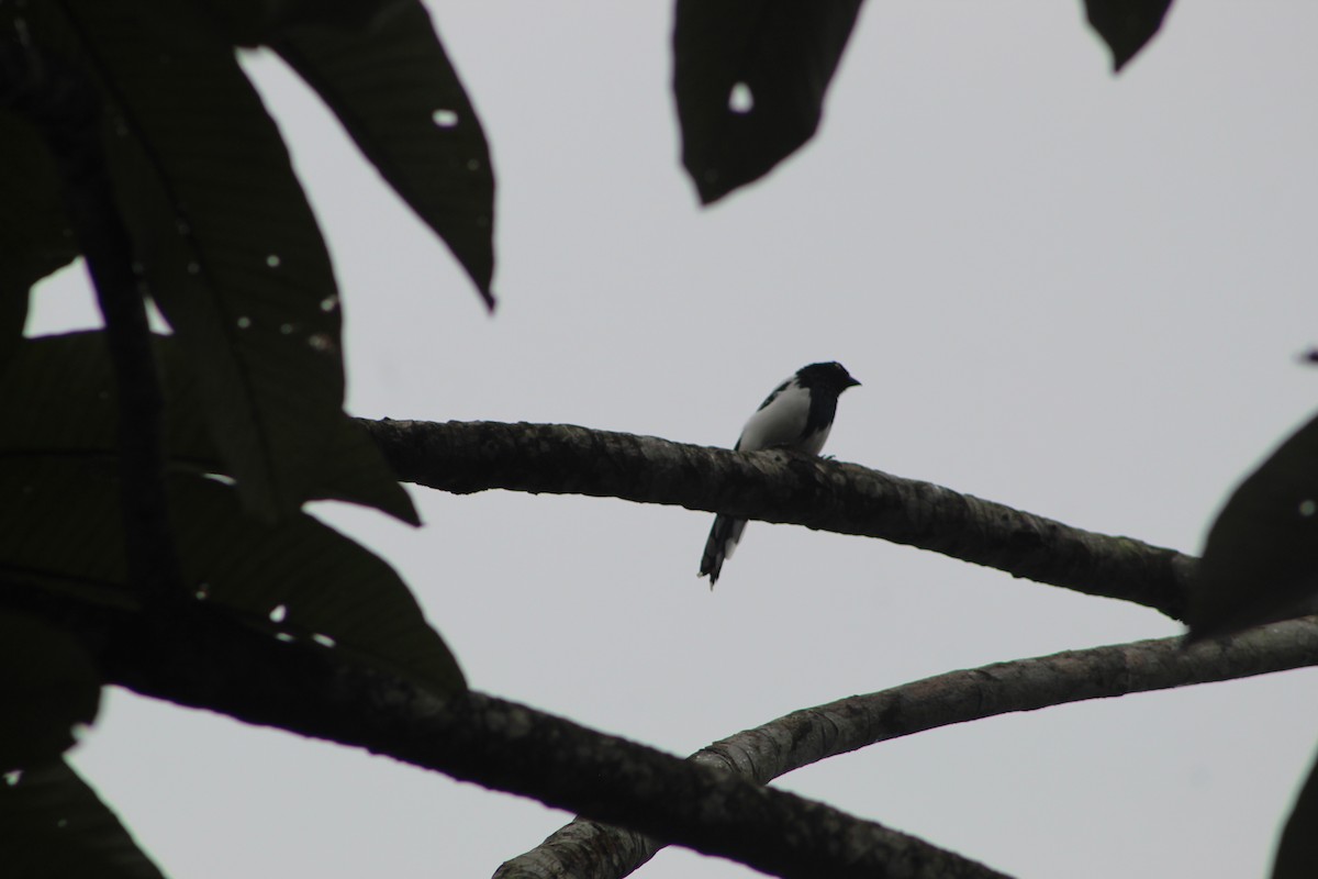 Magpie Tanager - ML620748264