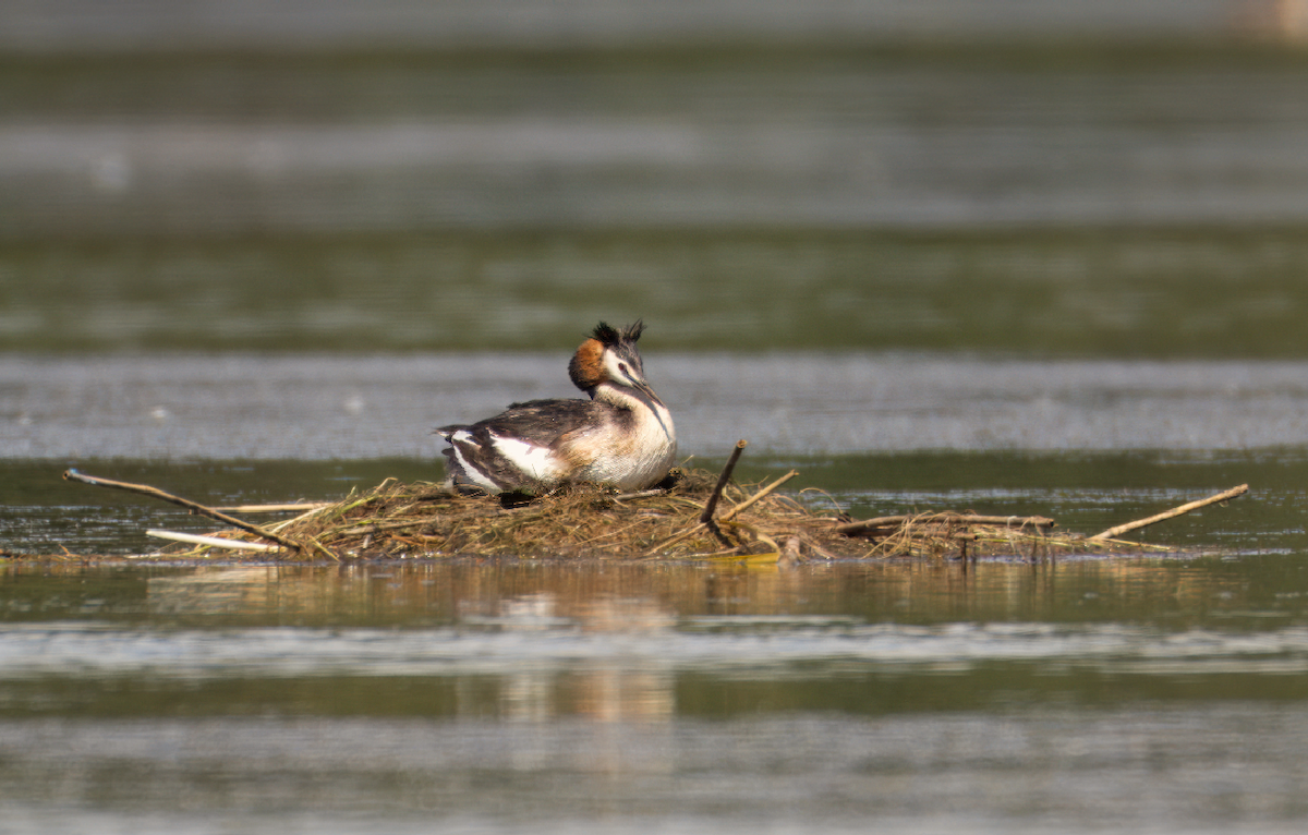 Great Crested Grebe - ML620748278