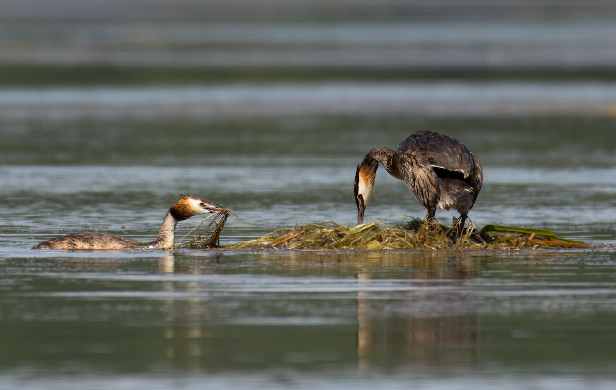 Great Crested Grebe - ML620748279