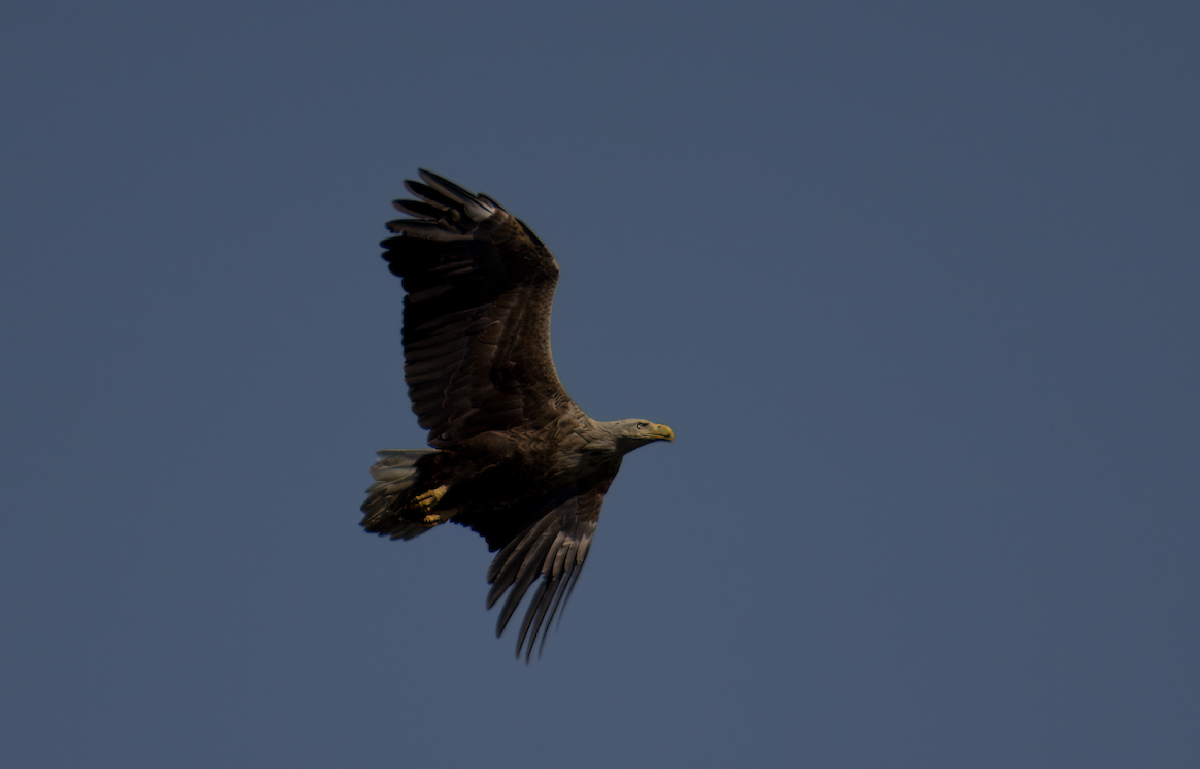 White-tailed Eagle - ML620748282