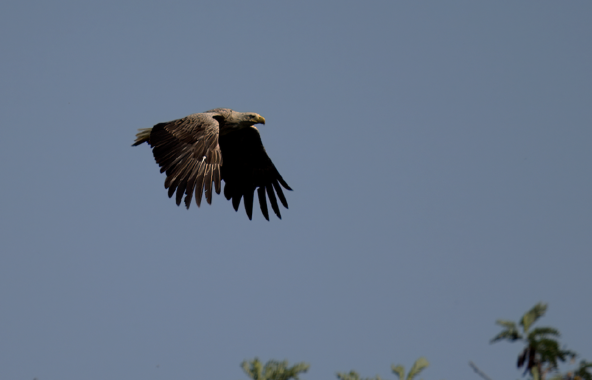 White-tailed Eagle - ML620748283