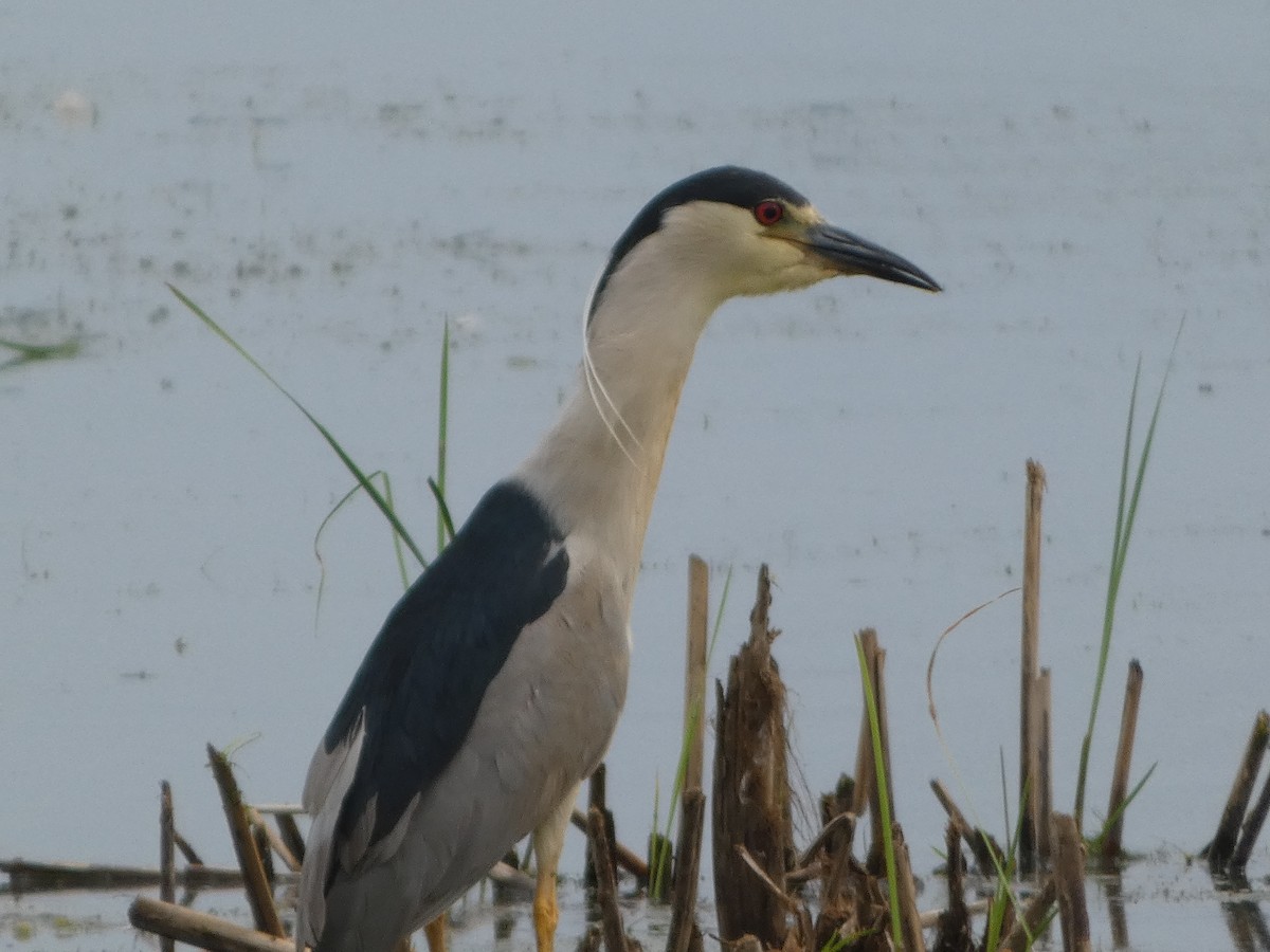 Black-crowned Night Heron - ML620748290