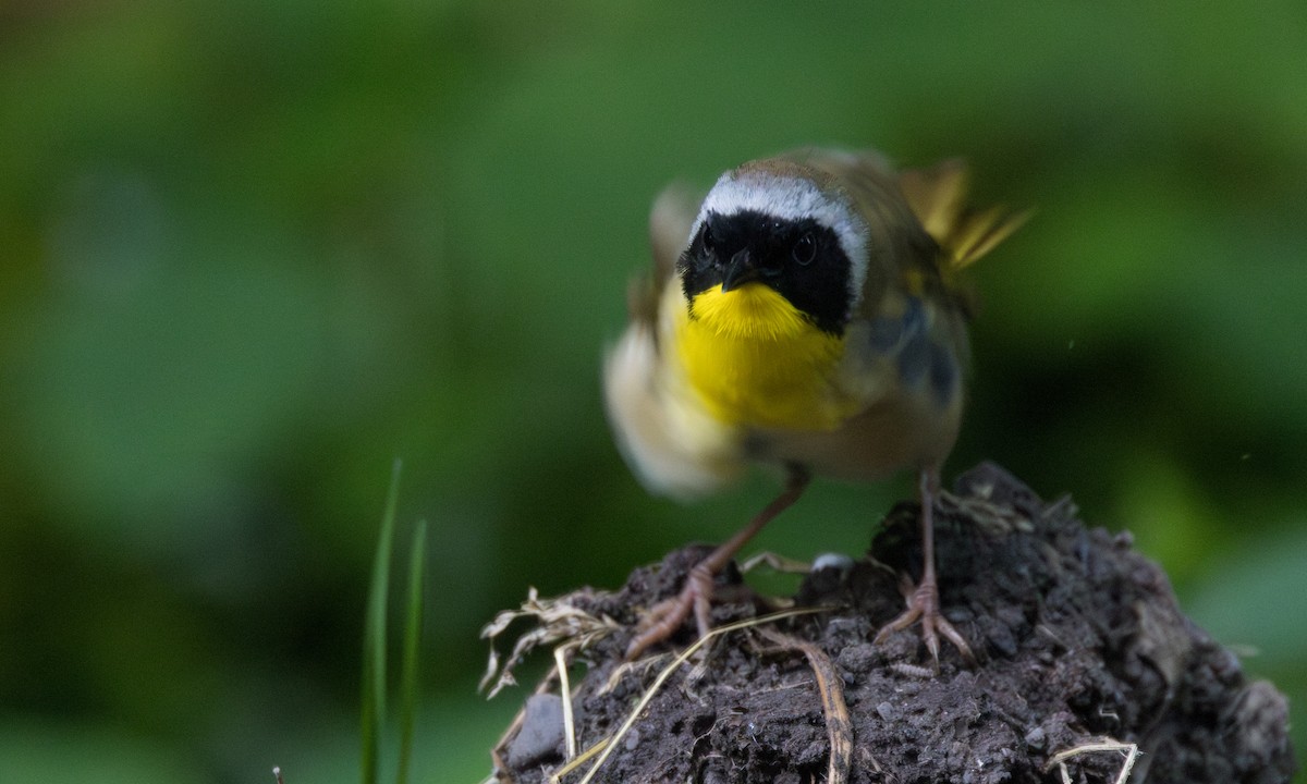 Common Yellowthroat - ML620748293