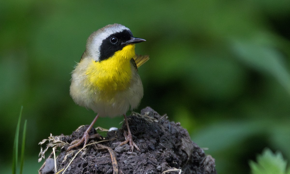 Common Yellowthroat - ML620748294