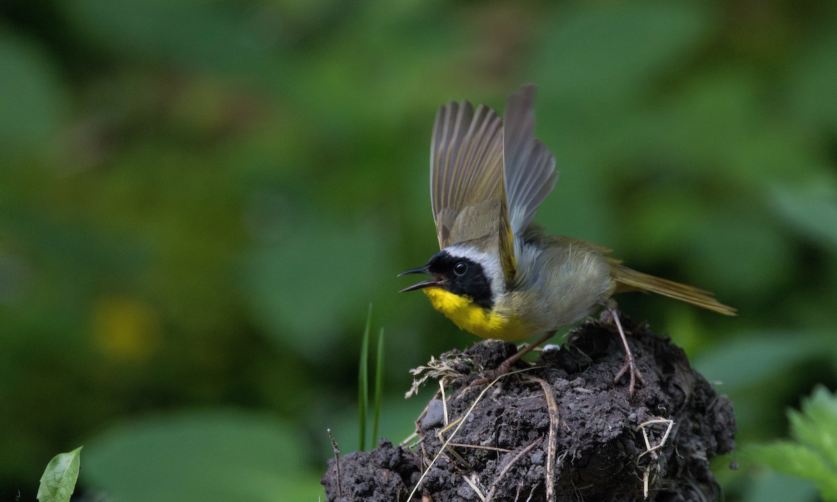 Common Yellowthroat - ML620748295