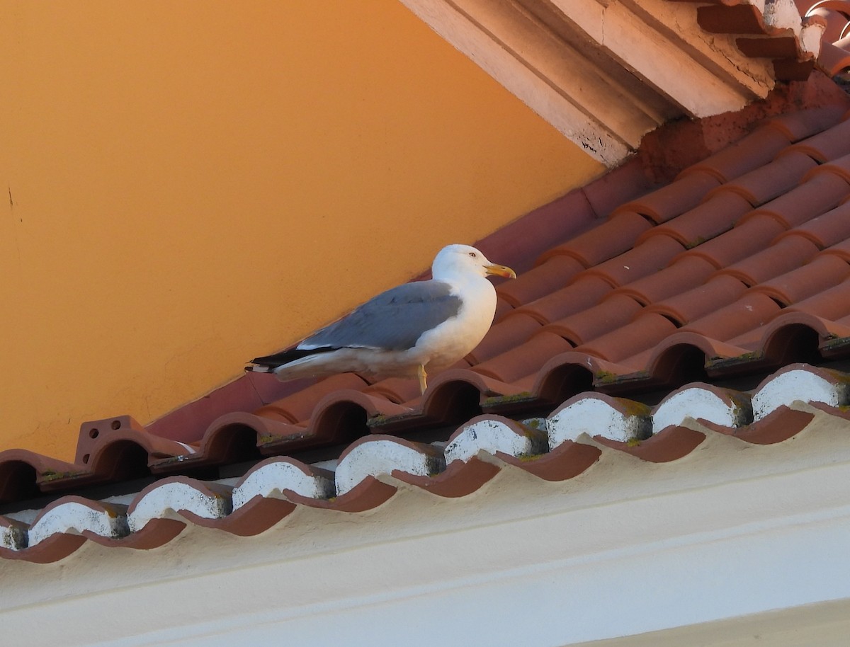 Gaviota Patiamarilla - ML620748300