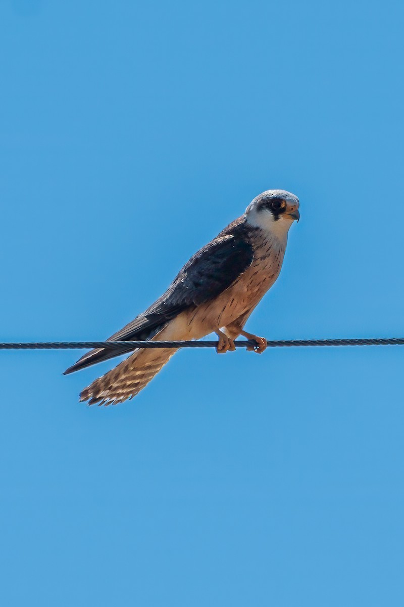 Red-footed Falcon - ML620748302