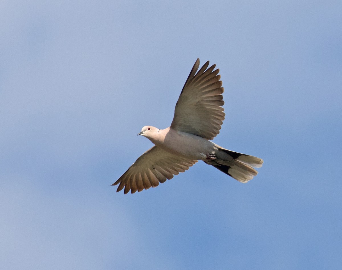 Eurasian Collared-Dove - ML620748304