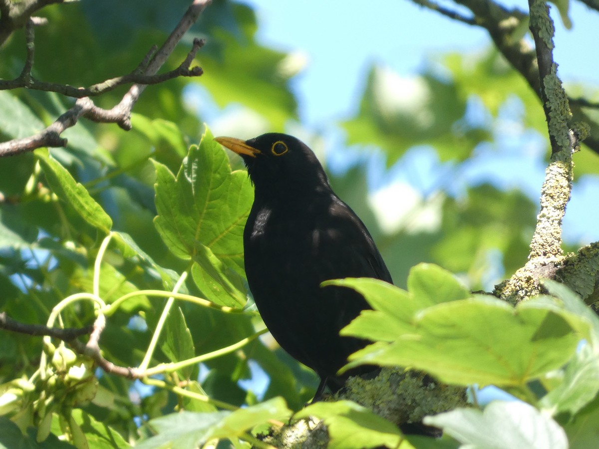 Eurasian Blackbird - ML620748306