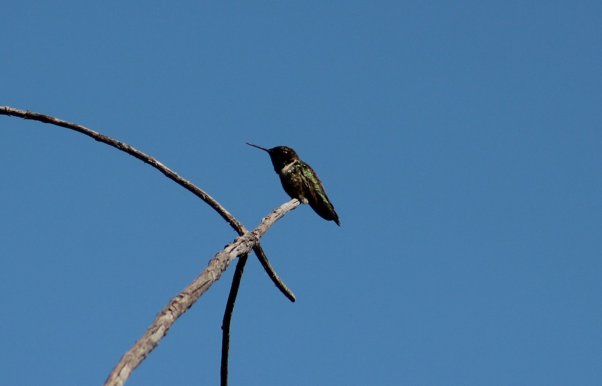 Black-chinned Hummingbird - ML620748309