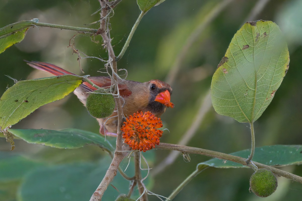 Northern Cardinal - ML620748312