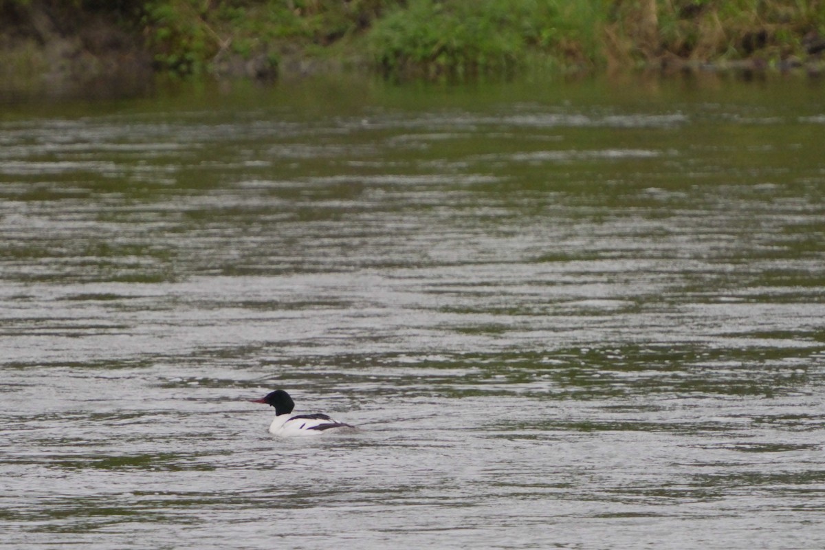 Common Merganser - ML620748313