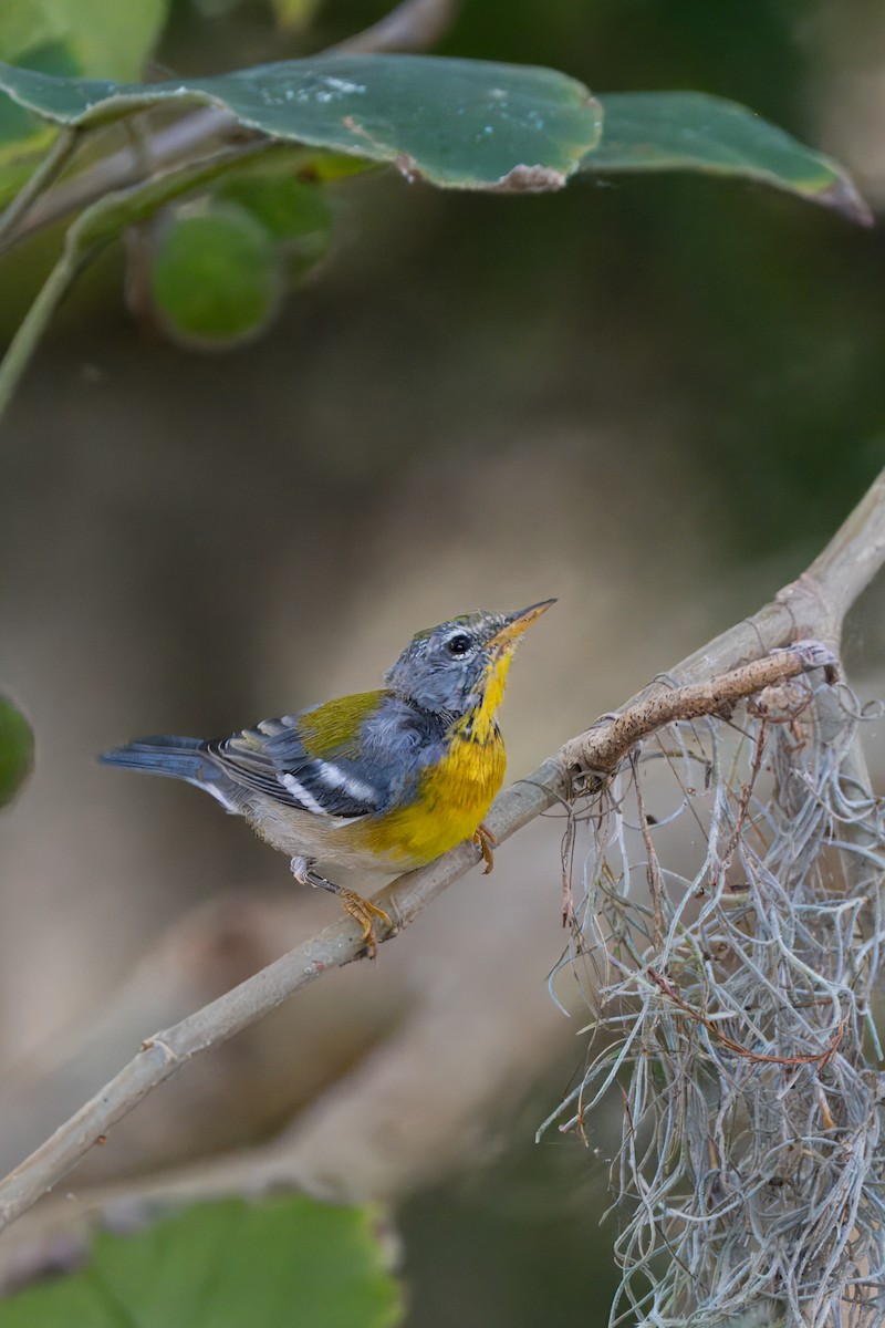 Parula Norteña - ML620748318