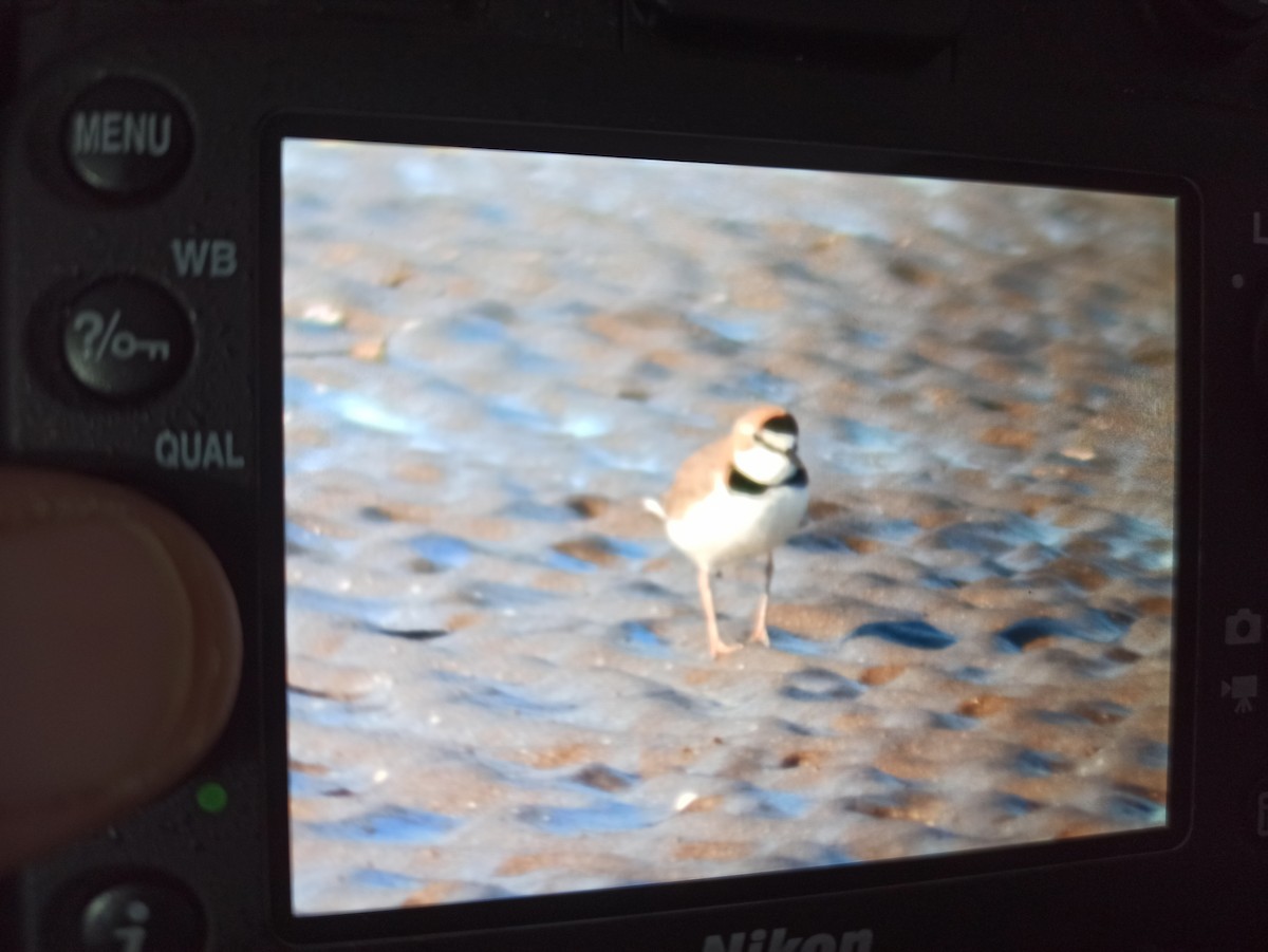 Collared Plover - ML620748322