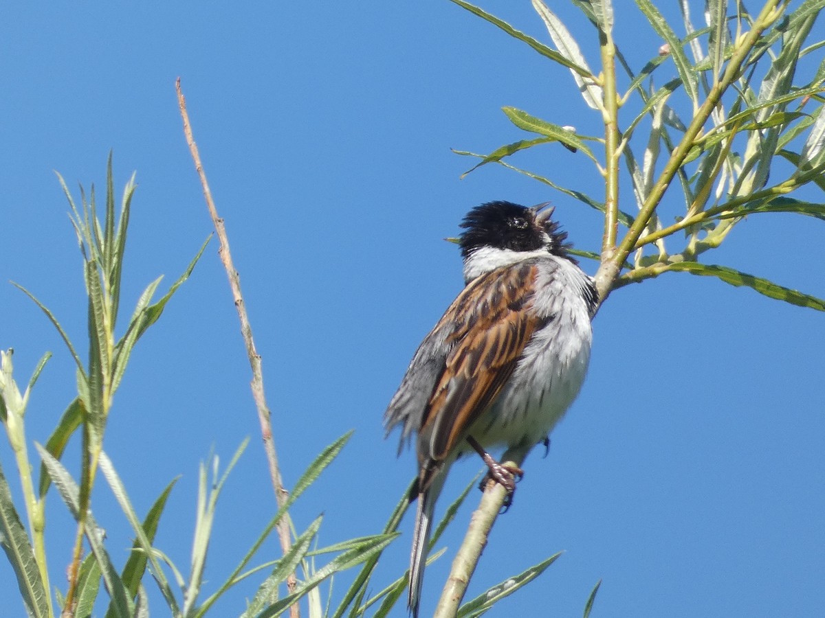 Reed Bunting - ML620748328