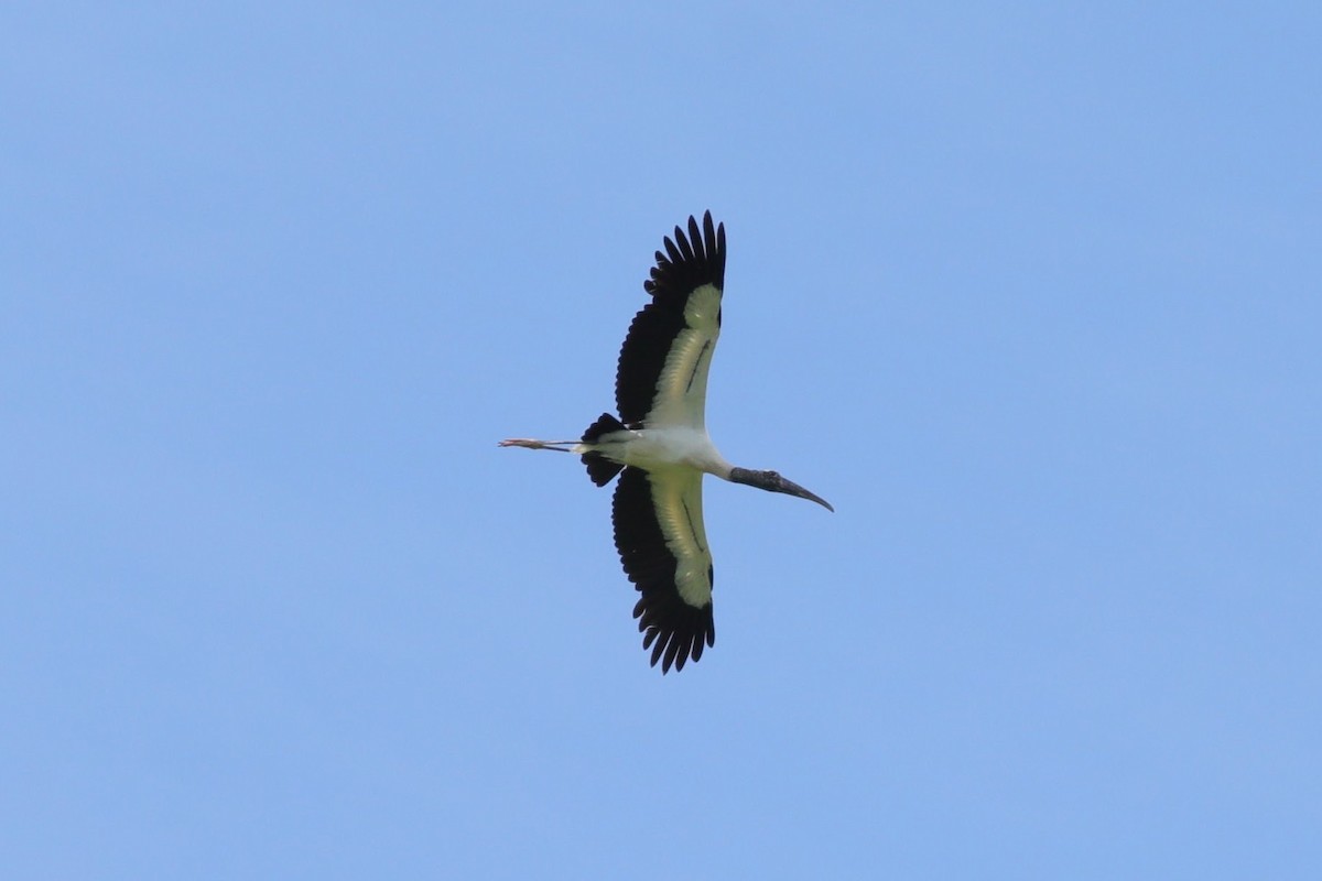 Wood Stork - ML620748329