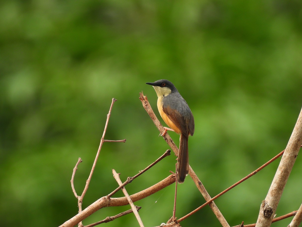 Ashy Prinia - ML620748332