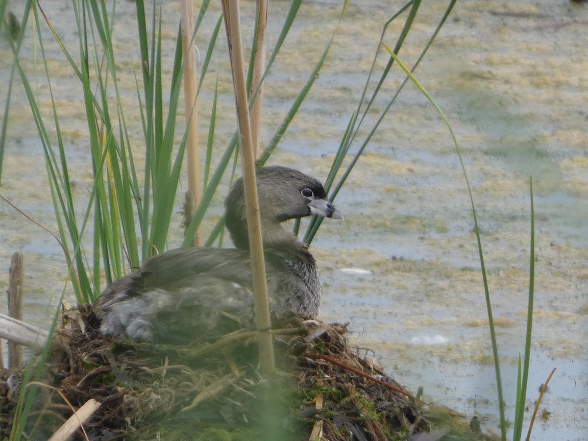 Pied-billed Grebe - ML620748334