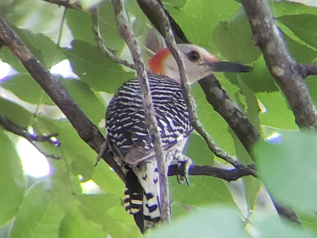 Red-bellied Woodpecker - ML620748335