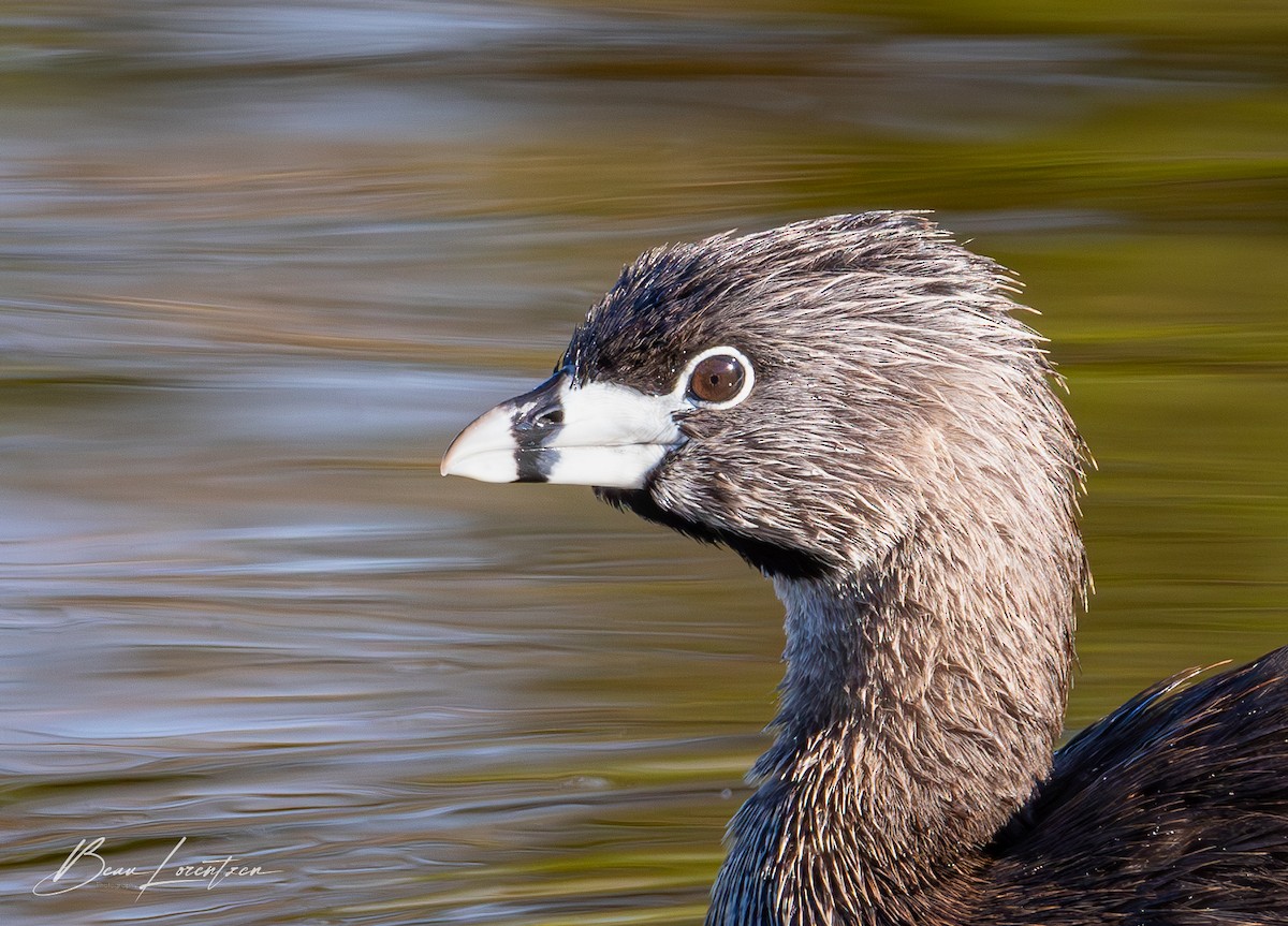 Pied-billed Grebe - ML620748336