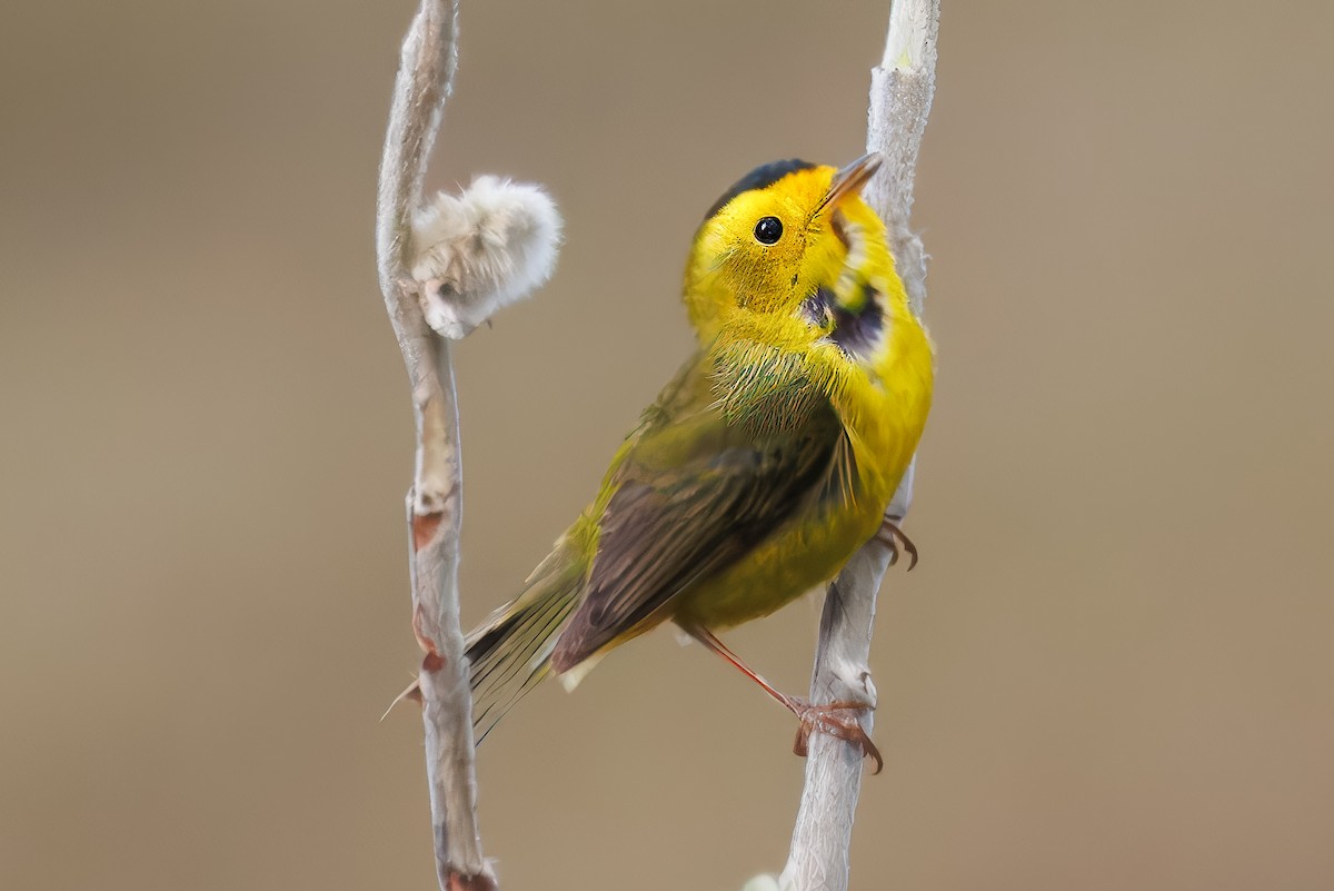 Wilson's Warbler - ML620748339