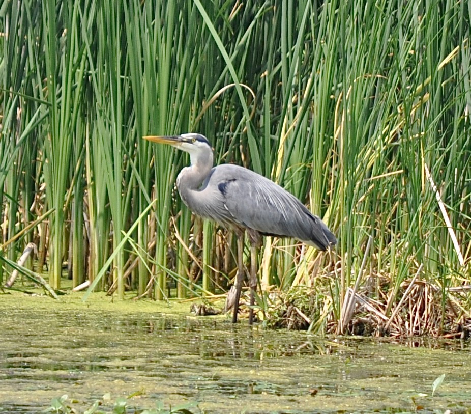 Great Blue Heron - ML620748350