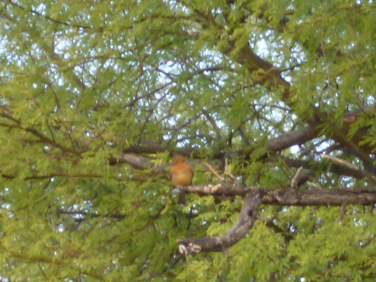 Tufted Flycatcher - ML620748351