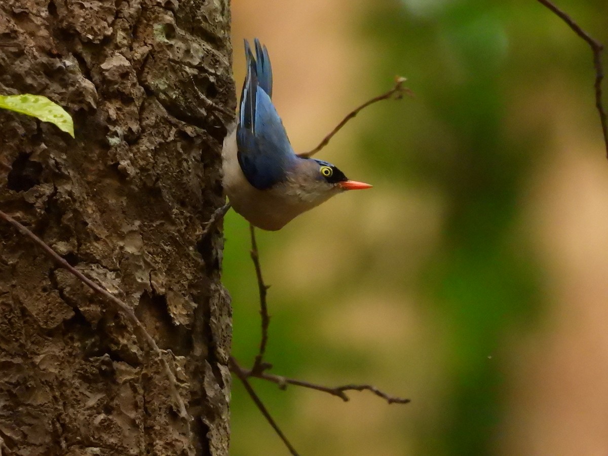 Velvet-fronted Nuthatch - ML620748372