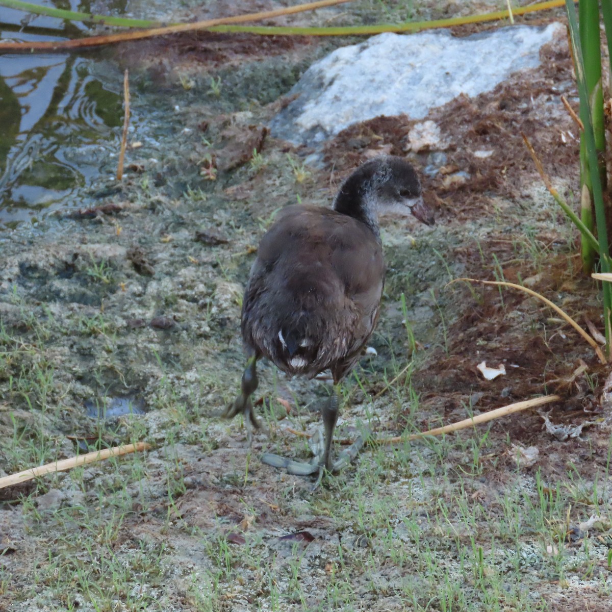 American Coot - ML620748375