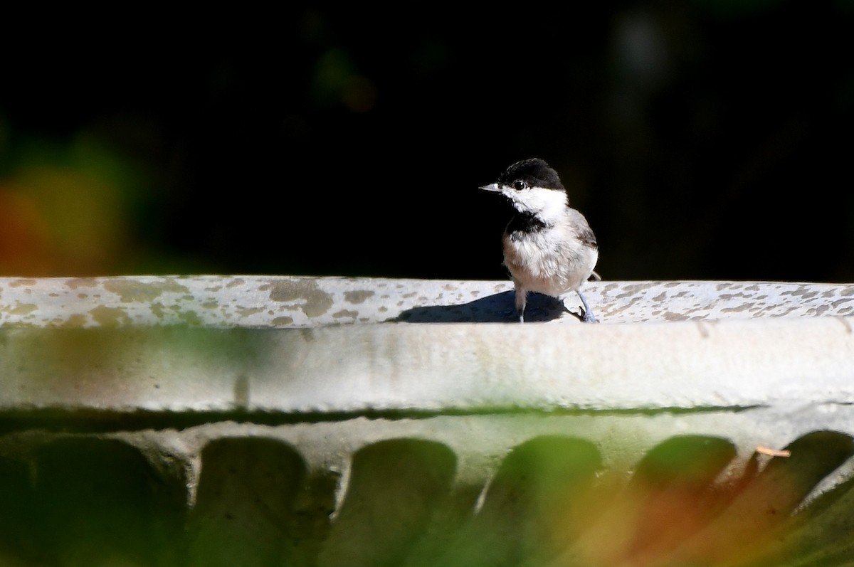 Carolina Chickadee - ML620748377